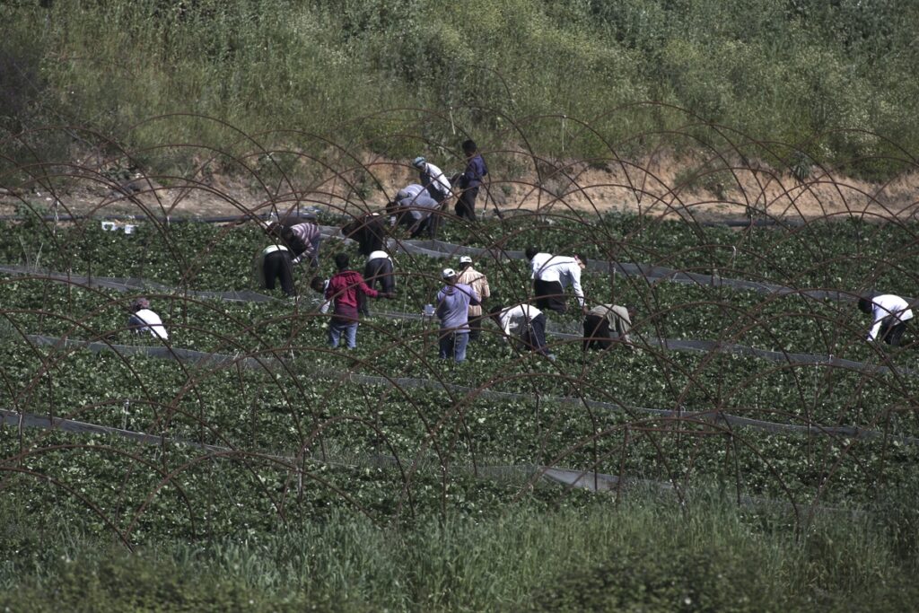 Strawberry fields at Manolada, some 250 km west of Athens, on Apr. 20, 2016 / Φραουλοχώραφα στην Μανωλάδα, στις 20 Απριλίου, 2016